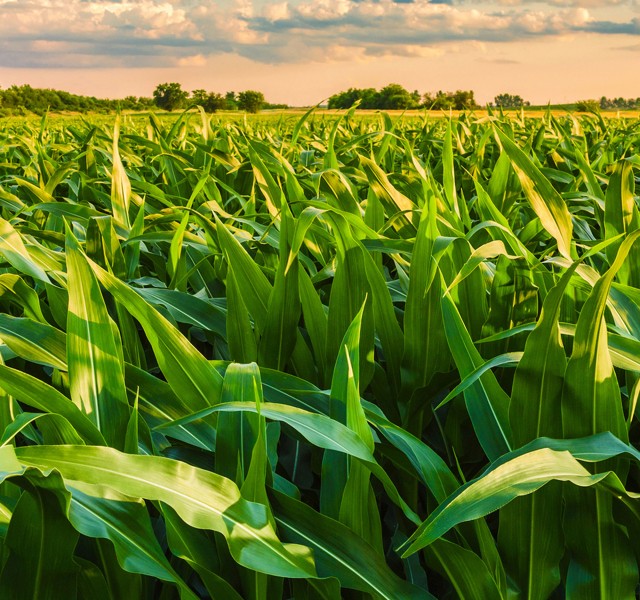 Home Page_Ethanol_550x700