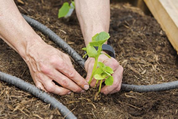 Royal Dutch Shell Volunteer Planting