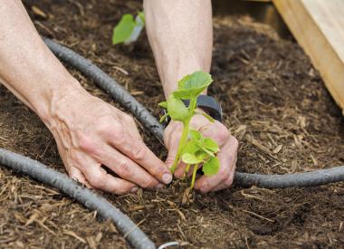 Royal Dutch Shell Volunteer Planting